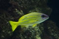 Common bluestripe snapper, bluestripe sea perch, blue-line snapper Lutjanus kasmira.