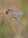 Common Bluet heart