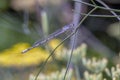 Common Bluetail Damselfly ,Ischnura heterosticta Royalty Free Stock Photo