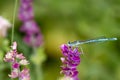 Common Bluetail Damselfly on purple flower Royalty Free Stock Photo