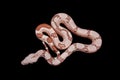 The common boa on black background Royalty Free Stock Photo