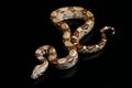 Common boa, Boa constrictor, isolated on black Royalty Free Stock Photo