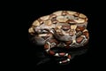 Common boa, Boa constrictor, isolated on black Royalty Free Stock Photo