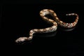 Common boa, Boa constrictor, isolated on black Royalty Free Stock Photo