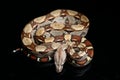 Common boa, Boa constrictor, isolated on black Royalty Free Stock Photo