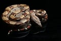 Common boa, Boa constrictor, isolated on black Royalty Free Stock Photo