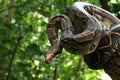 The common boa Boa constrictor on the branch in green forest Royalty Free Stock Photo