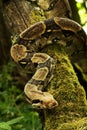 The common boa Boa constrictor on the branch in green forest Royalty Free Stock Photo