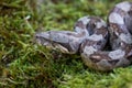 Common Boa Constrictor in Natural Habitat: Exotic Wildlife Photography