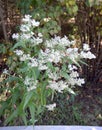 Common Boneset Royalty Free Stock Photo