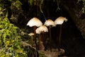 Common Bonnet mushrooms - Mycena galericulata