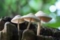 Forest Mushrooms