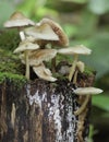 Common Bonnet Mycena Fungi