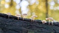 Common bonnet Mycena galericulata on a dead tree trunk Royalty Free Stock Photo