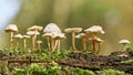 Common bonnet Mycena galericulata on a dead tree Royalty Free Stock Photo