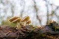 Common bonnet Mycena galericulata on a dead tree Royalty Free Stock Photo