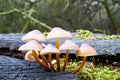 Common bonnet Mycena galericulata on a dead tree trunk Royalty Free Stock Photo