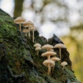 Common bonnet Mycena galericulata on a dead tree trunk Royalty Free Stock Photo