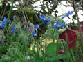 Common Borage flower plants growing in the field Royalty Free Stock Photo