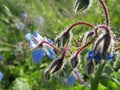 Common Borage flower plants growing in the field