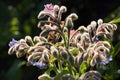 Common borage leaves and flowers