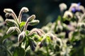 Common borage leaves and flowers