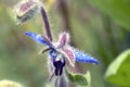 Common Borage