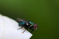 Common bottle green fly Phaenicia sericata or Lucilia sericata