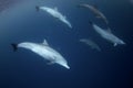 Common bottlenose dolphin, bottlenose dolphin , tursiops truncatus Royalty Free Stock Photo