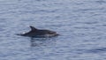 Common Bottlenose Dolphin in Clear Blue Sea Royalty Free Stock Photo