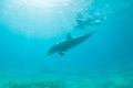 Common Bottlenose Dolphin and Snorkeler Royalty Free Stock Photo
