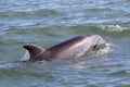 Common Bottlenose Dolphin Surfacing Royalty Free Stock Photo