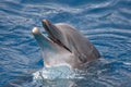 Close-up of dolphin Royalty Free Stock Photo