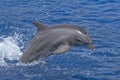 Jumping dolphin Royalty Free Stock Photo