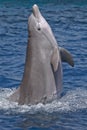 Dolphin standing Royalty Free Stock Photo