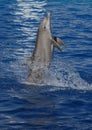 Common Bottlenose Dolphin - Tursiops truncatus Royalty Free Stock Photo