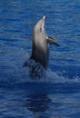 Common Bottlenose Dolphin - Tursiops truncatus Royalty Free Stock Photo