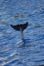 Common Bottlenose Dolphin - Tursiops truncatus Royalty Free Stock Photo