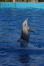 Common Bottlenose Dolphin - Tursiops truncatus Royalty Free Stock Photo