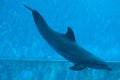 Common bottlenose dolphin (Tursiops truncatus). Royalty Free Stock Photo