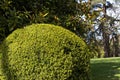 Common box, boxwood or Buxus sempervirens topiary in the sunny garden