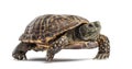 Common box turtle, isolated