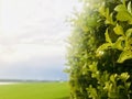 Common boxwood with raindrops, field, morning sky and clouds as background. Royalty Free Stock Photo