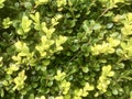 Common boxwood with dew as background. Royalty Free Stock Photo