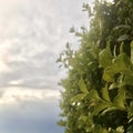 Common boxwood with dew, sky and clouds as background. Royalty Free Stock Photo