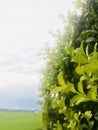 Common boxwood with water drops, field, sky and clouds as background. Royalty Free Stock Photo