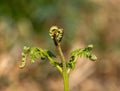 Common Bracken Fern Frond Unfurling Royalty Free Stock Photo