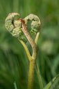 Common bracken pteridium aquilinum Royalty Free Stock Photo