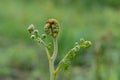 Common bracken pteridium aquilinum Royalty Free Stock Photo