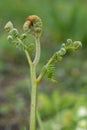 Common bracken pteridium aquilinum Royalty Free Stock Photo